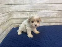 Dixie, a female Cavachon for sale in Fulton, KS – Photo 4 of 4