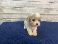 Dixie, a female Cavachon for sale in Fulton, KS – Photo 2 of 4