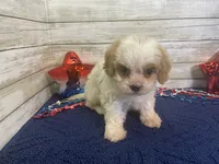 Barney, a male Cavalier King Charles Spaniel and Cavachon for sale in Fulton, KS – 6 of 6
