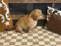 Baxter, a male Cavapoo and Cavalier King Charles Spaniel for sale in Fulton, KS – 2 of 7