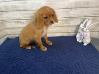 Bailey, a female Cavapoo for sale in Fulton, KS – Photo 5 of 8