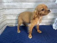 Bailey, a female Cavapoo for sale in Fulton, KS – Photo 3 of 8