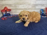 Sherman, a male Cavapoo and Cavalier King Charles Spaniel for sale in Fulton, KS – 2 of 8