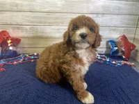 Sophie, a female Cavapoo and Cavalier King Charles Spaniel for sale in Fulton, KS – 8 of 8