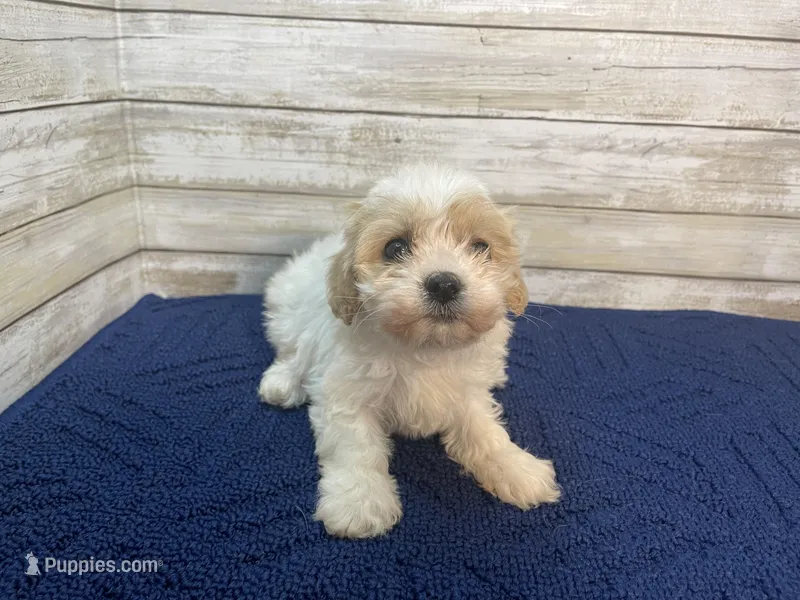 Bella – Cavachon puppy for sale in Fulton, KS