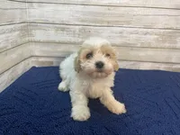 Bella, a female Cavachon for sale in Fulton, KS – Photo 1 of 5