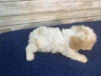 Bella, a female Cavachon for sale in Fulton, KS – Photo 5 of 5