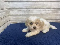 Bella, a female Cavachon for sale in Fulton, KS – Photo 2 of 5