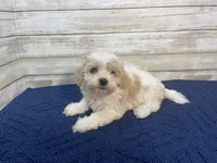 Bella, a female Cavachon for sale in Fulton, KS – Photo 3 of 5