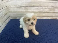 Bella, a female Cavachon for sale in Fulton, KS – Photo 4 of 5