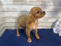 Bailey, a female Cavapoo for sale in Fulton, KS – Photo 2 of 8