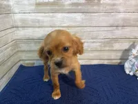 Bailey, a female Cavapoo for sale in Fulton, KS – Photo 1 of 8