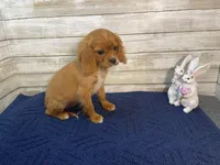 Bailey, a female Cavapoo for sale in Fulton, KS – Photo 8 of 8