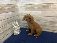 Bailey, a female Cavapoo for sale in Fulton, KS – Photo 6 of 8