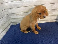 Bailey, a female Cavapoo for sale in Fulton, KS – Photo 4 of 8