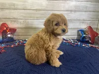 Sky, a female Cavapoo and Cavalier King Charles Spaniel for sale in Fulton, KS – 7 of 7
