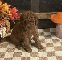 Annie, a female Cavapoo and Cavalier King Charles Spaniel for sale in Fulton, KS – 6 of 6