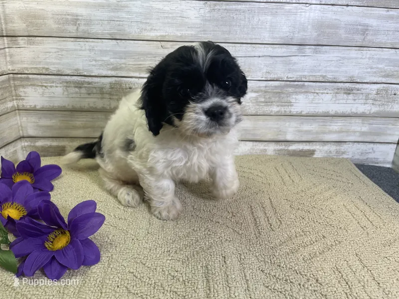 Fred – Cavalier King Charles Spaniel, Cavachon puppy for sale in Fulton, KS