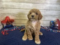Spencer, a male Cavapoo and Cavalier King Charles Spaniel for sale in Fulton, KS – 4 of 7