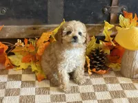Miley, a female Cavapoo and Cavalier King Charles Spaniel for sale in Fulton, KS – 5 of 5