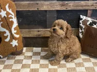 Bently, a male Cavapoo and Cavalier King Charles Spaniel for sale in Fulton, KS – 2 of 8