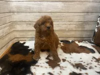 Scout, a male Cavapoo and Poodle - Miniature  for sale in Fulton, KS – 6 of 6