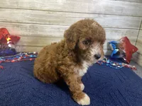 Sophie, a female Cavapoo and Cavalier King Charles Spaniel for sale in Fulton, KS – 6 of 8