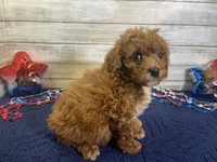Sydney, a female Cavapoo and Cavalier King Charles Spaniel for sale in Fulton, KS – 5 of 7