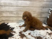 Spice, a female Cavapoo and Poodle - Miniature  for sale in Fulton, KS – 5 of 6