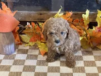 Molly, a female Cavapoo and Cavalier King Charles Spaniel for sale in Fulton, KS – 2 of 5