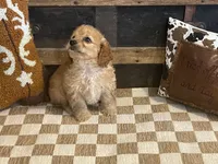 Baxter, a male Cavapoo and Cavalier King Charles Spaniel for sale in Fulton, KS – 4 of 7