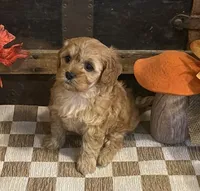 Arial, a female Cavapoo and Cavalier King Charles Spaniel for sale in Fulton, KS – 1 of 5