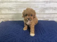 Kate, a female Cavapoo and Cavalier King Charles Spaniel for sale in Fulton, KS – 5 of 5