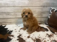 Scooter, a male Cavapoo and Poodle - Miniature  for sale in Fulton, KS – 8 of 8