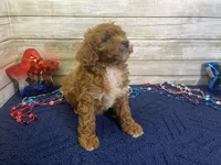 Sydney, a female Cavapoo and Cavalier King Charles Spaniel for sale in Fulton, KS – 3 of 7