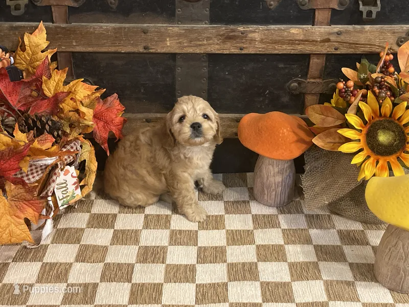 Author – Cavapoo, Cavalier King Charles Spaniel puppy for sale in Fulton, KS