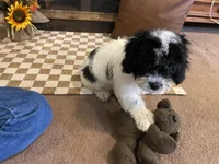 Fred, a male Cavalier King Charles Spaniel and Cavachon for sale in Fulton, KS – 2 of 2