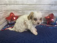 Barney, a male Cavalier King Charles Spaniel and Cavachon for sale in Fulton, KS – 2 of 6