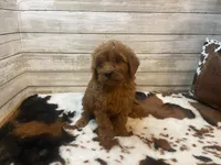 Sugar, a female Cavapoo and Poodle - Miniature  for sale in Fulton, KS – 2 of 6