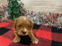 Duke, a male Cavapoo for sale in Fulton, KS – Photo 2 of 3