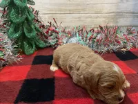 Duke, a male Cavapoo for sale in Fulton, KS – Photo 3 of 3