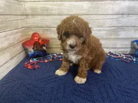 Sophie, a female Cavapoo and Cavalier King Charles Spaniel for sale in Fulton, KS – 5 of 8