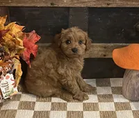 Axel, a male Cavapoo and Cavalier King Charles Spaniel for sale in Fulton, KS – 5 of 6