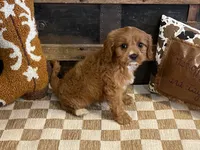 Duke, a male Cavapoo and Cavalier King Charles Spaniel for sale in Fulton, KS – 5 of 6