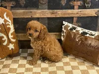 Diesel, a male Cavapoo and Cavalier King Charles Spaniel for sale in Fulton, KS – 4 of 5