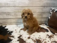 Scooter, a male Cavapoo and Poodle - Miniature  for sale in Fulton, KS – 2 of 8