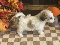 Jill, a female Cavalier King Charles Spaniel and Cavachon for sale in Fulton, KS – 4 of 5