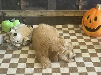 Scooter, a male Cavapoo and Poodle - Miniature  for sale in Fulton, KS – 3 of 6