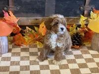 Milo, a male Cavapoo and Cavalier King Charles Spaniel for sale in Fulton, KS – 4 of 7