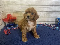 Sydney, a female Cavapoo and Cavalier King Charles Spaniel for sale in Fulton, KS – 4 of 7